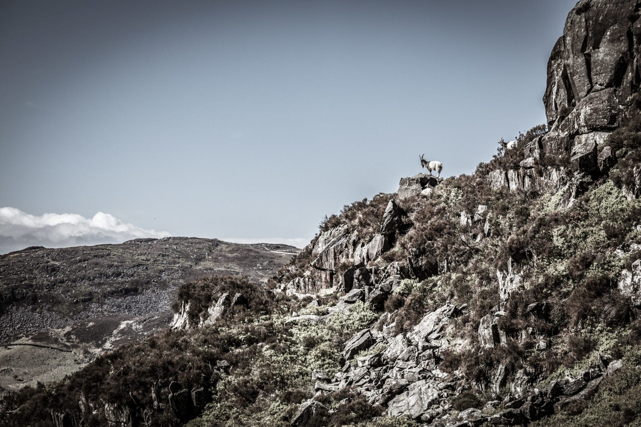 Welsh Mountain Goat